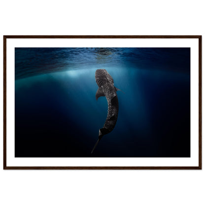 WHALE SHARK EATING AT THE SURFACE - WOODEN FRAME