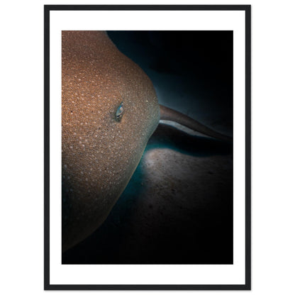 SLEEPING NURSE SHARK - WOODEN FRAME