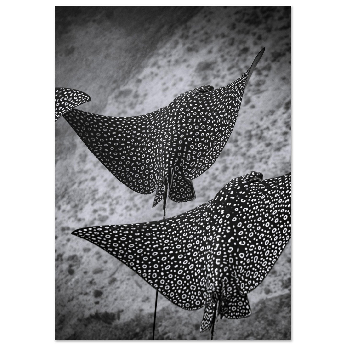 SPOTTED EAGLE RAY SQUAD - MATTE POSTER