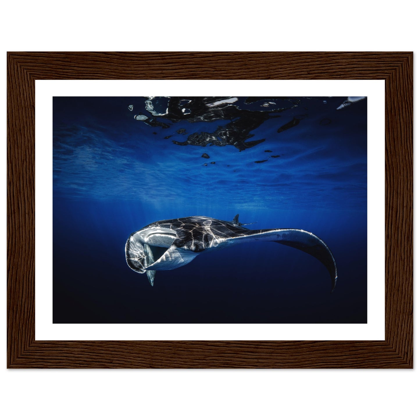 GIANT MANTA RAY - WOODEN FRAME