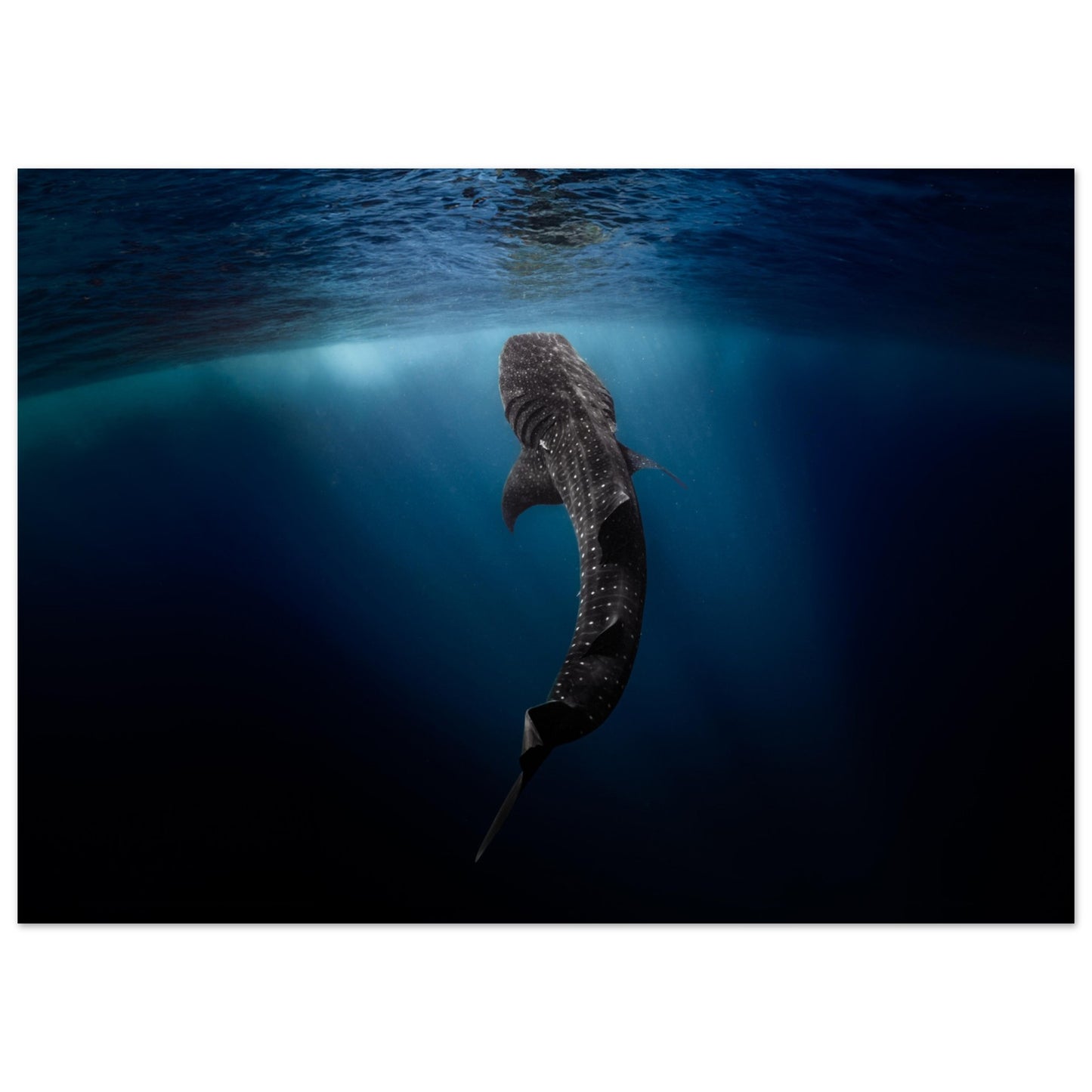 WHALE SHARK EATING AT THE SURFACE - MATTE POSTER