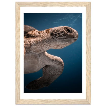 BENEATH A TURTLE - WOODEN FRAME