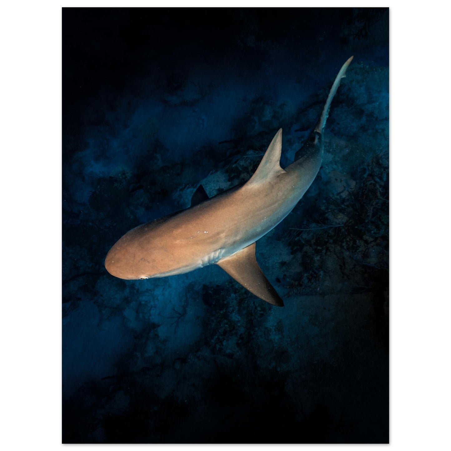 CURIOUS REEF SHARK - MATTE POSTER