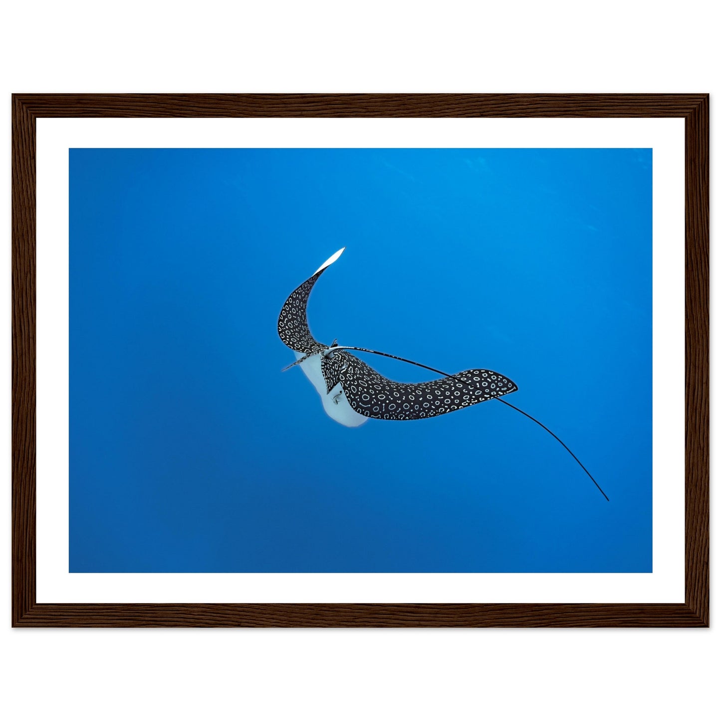 SPOTTED EAGLE RAY - WOODEN FRAME