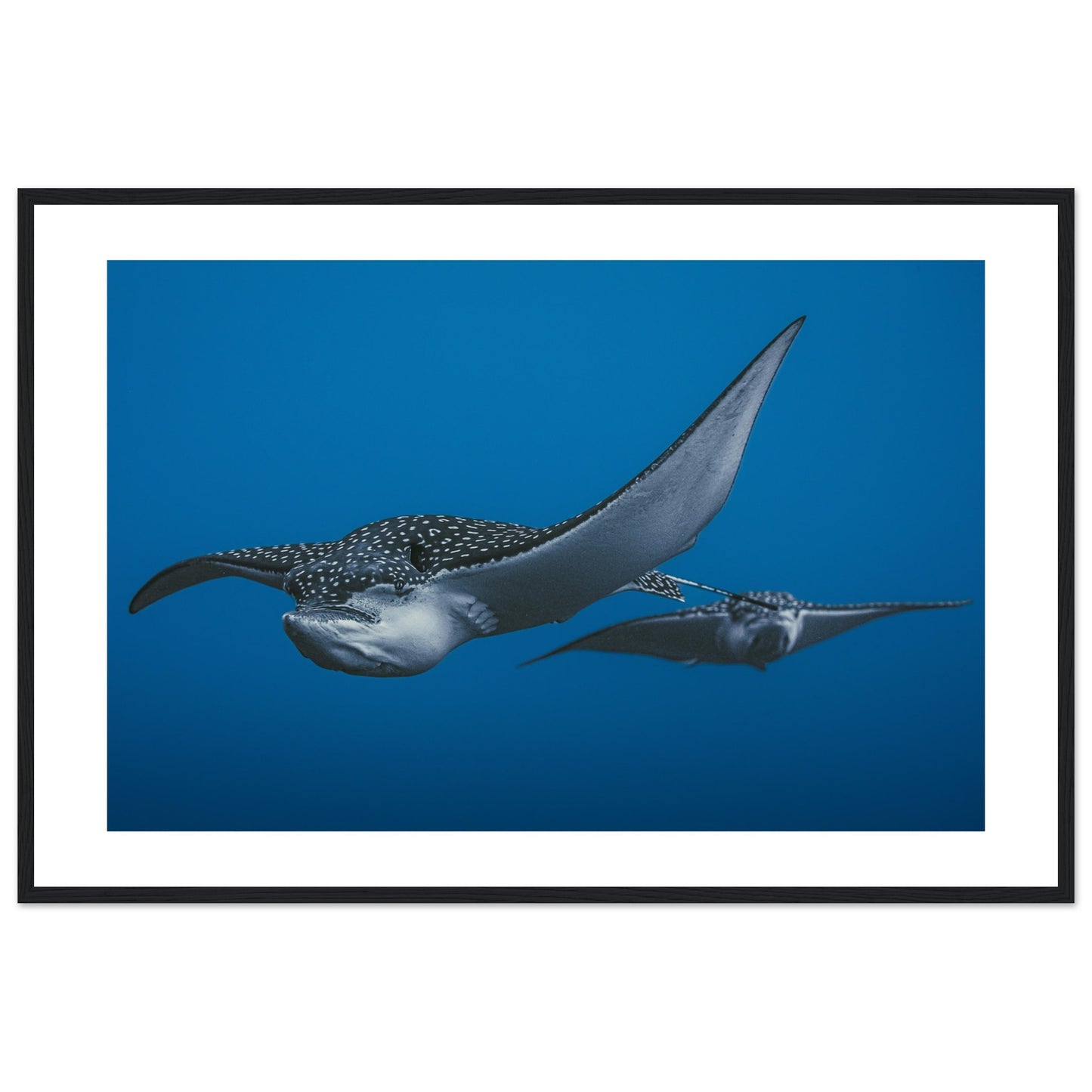 THE FLIGHT OF SPOTTED EAGLE RAYS - WOODEN FRAME