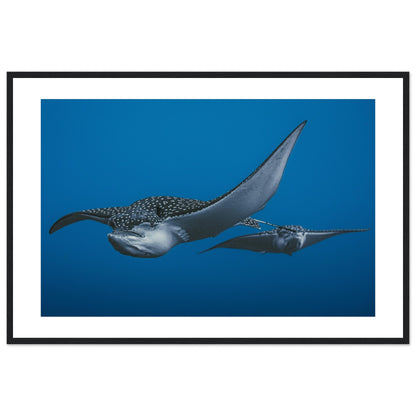 THE FLIGHT OF SPOTTED EAGLE RAYS - WOODEN FRAME