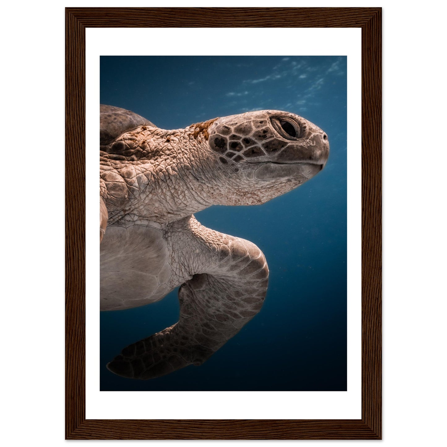 BENEATH A TURTLE - WOODEN FRAME