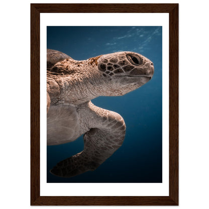 BENEATH A TURTLE - WOODEN FRAME