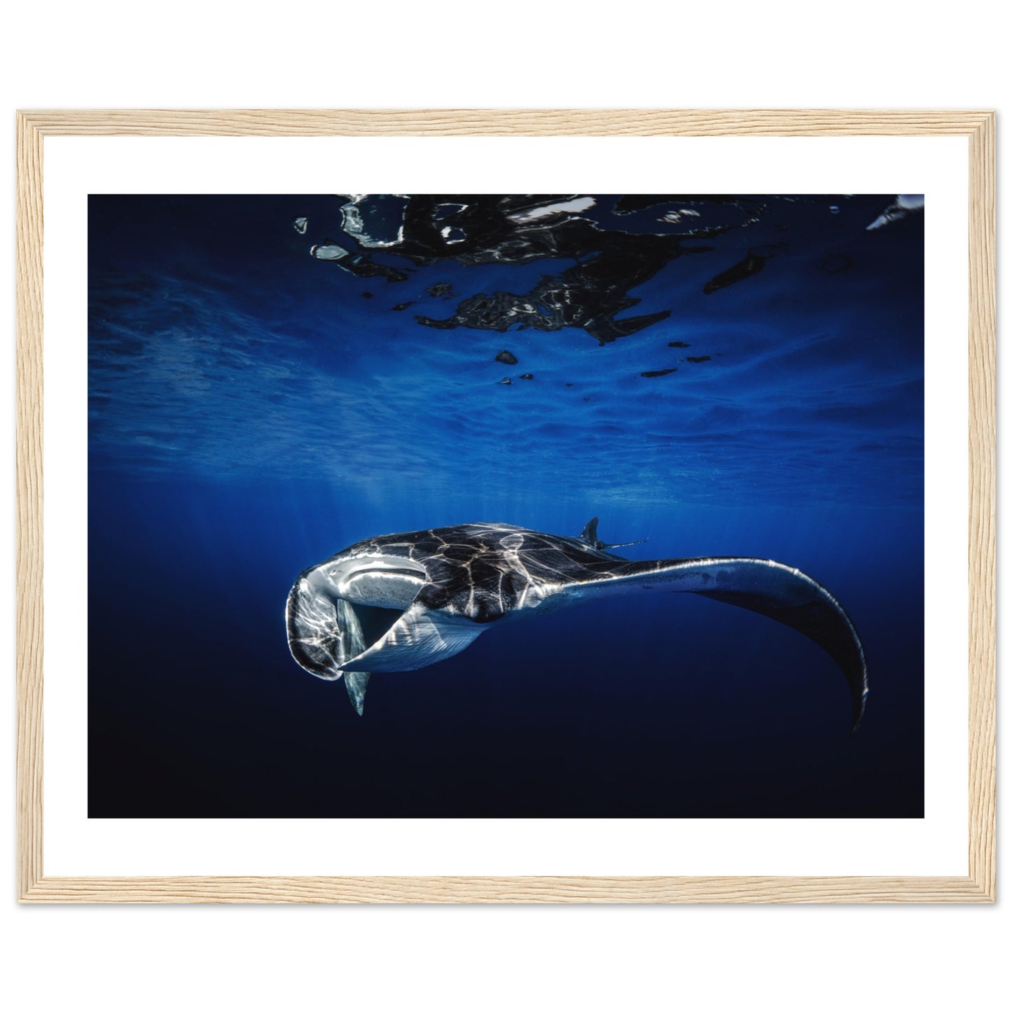 GIANT MANTA RAY - WOODEN FRAME