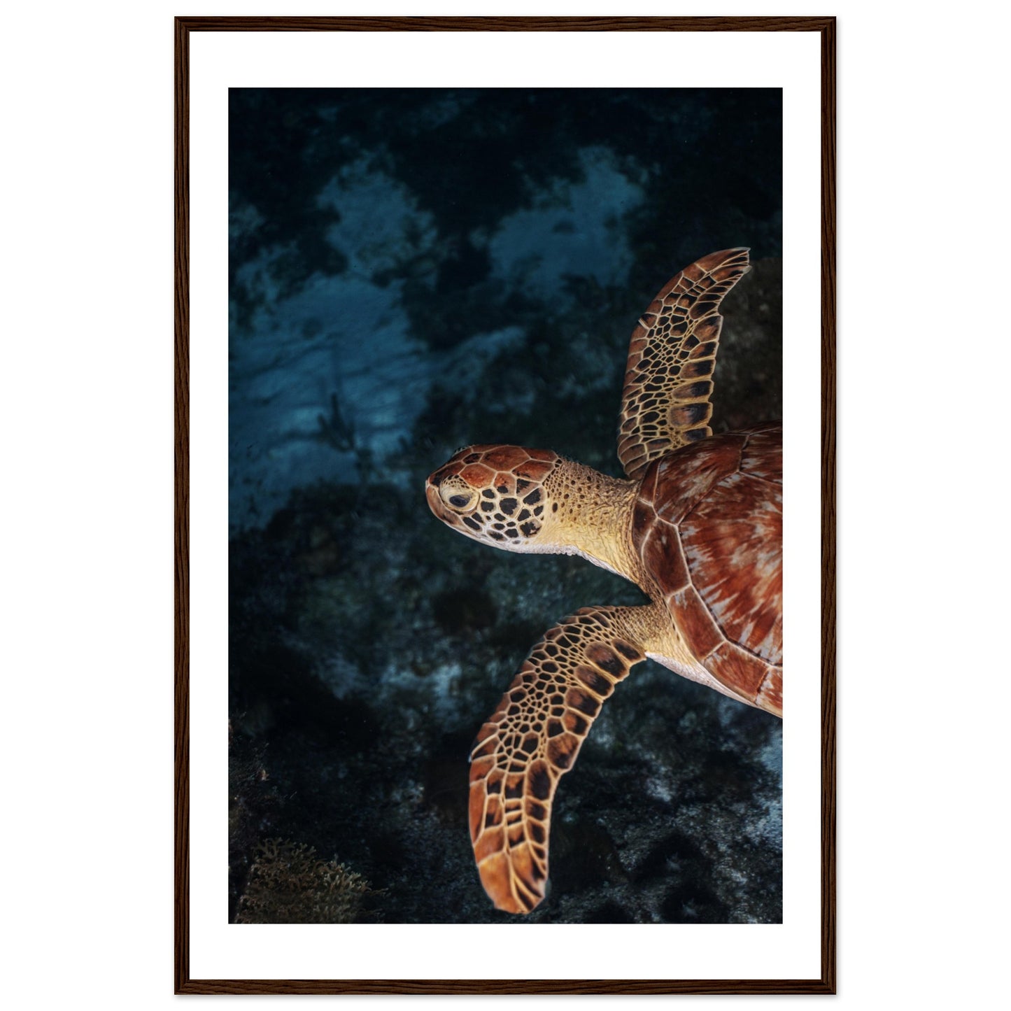FLYING BABY TURTLE (PROFIL) - WOODEN FRAME