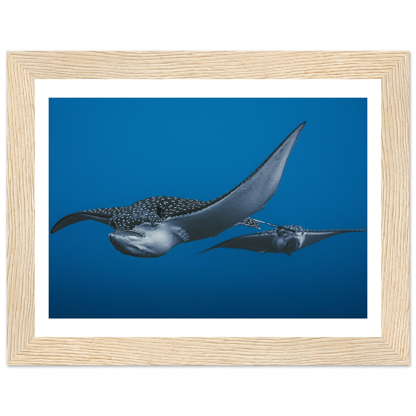 THE FLIGHT OF SPOTTED EAGLE RAYS - WOODEN FRAME