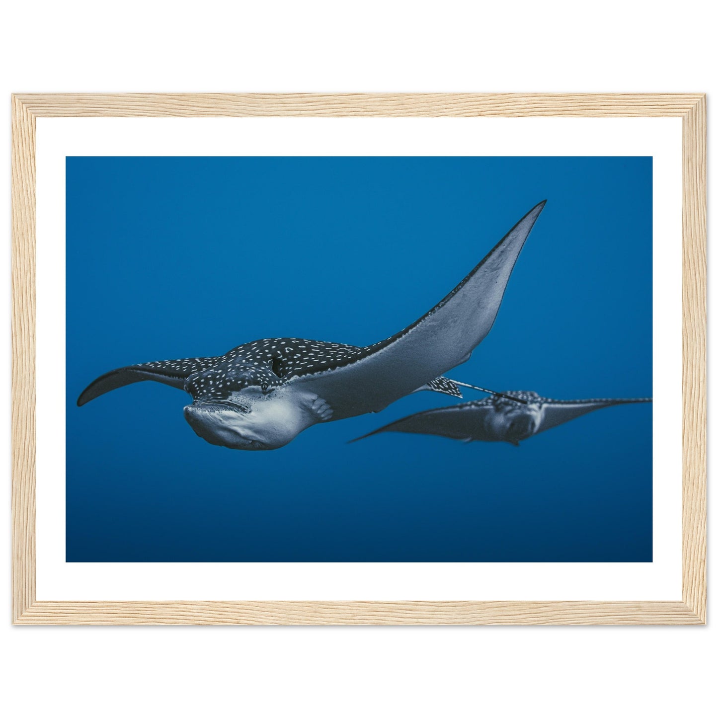 THE FLIGHT OF SPOTTED EAGLE RAYS - WOODEN FRAME