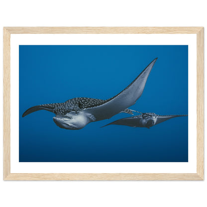 THE FLIGHT OF SPOTTED EAGLE RAYS - WOODEN FRAME