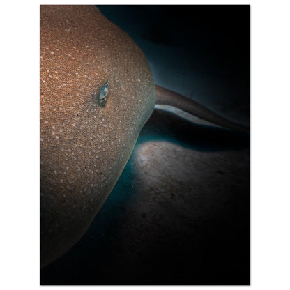 SLEEPING NURSE SHARK -  MATTE POSTER