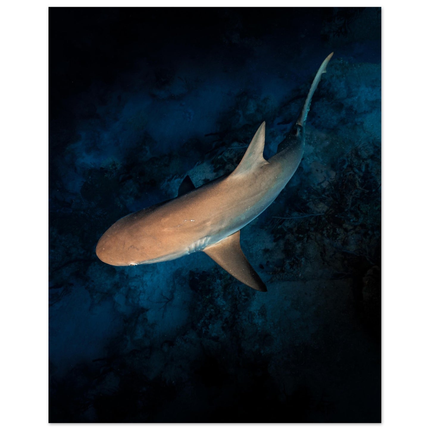 CURIOUS REEF SHARK - MATTE POSTER
