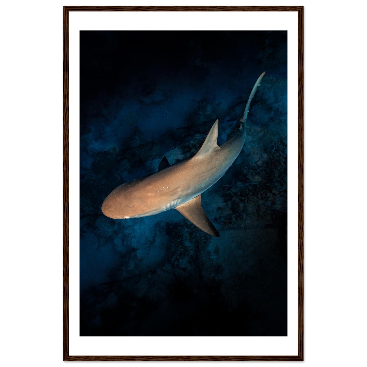 CURIOUS REEF SHARK - WOODEN FRAME