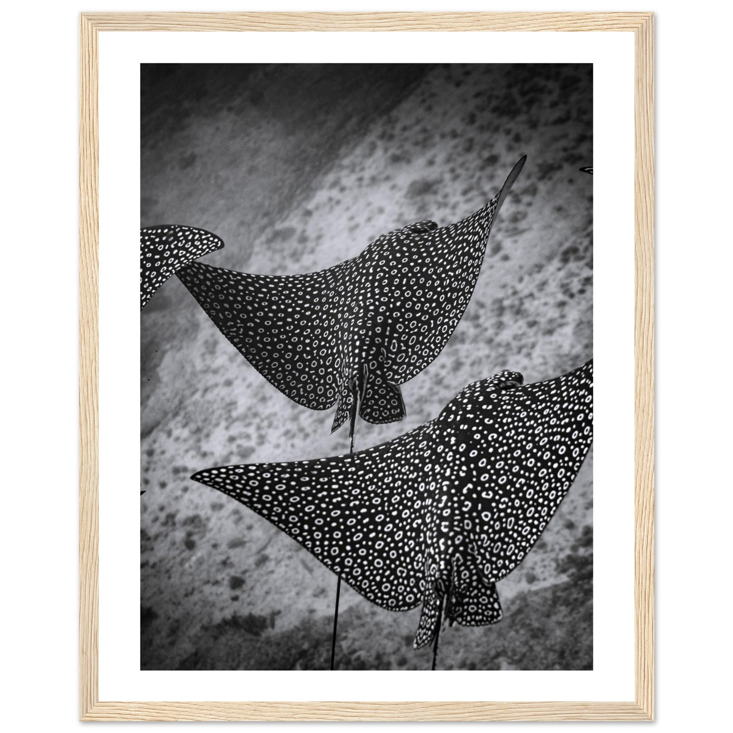 SPOTTED EAGLE RAY SQUAD - WOODEN FRAME