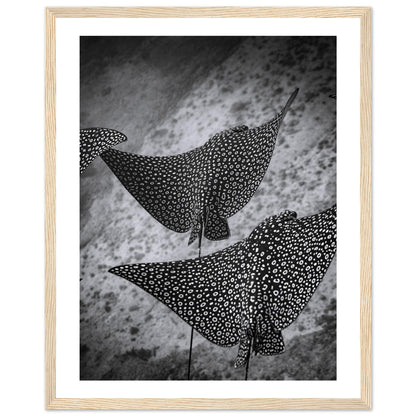 SPOTTED EAGLE RAY SQUAD - WOODEN FRAME