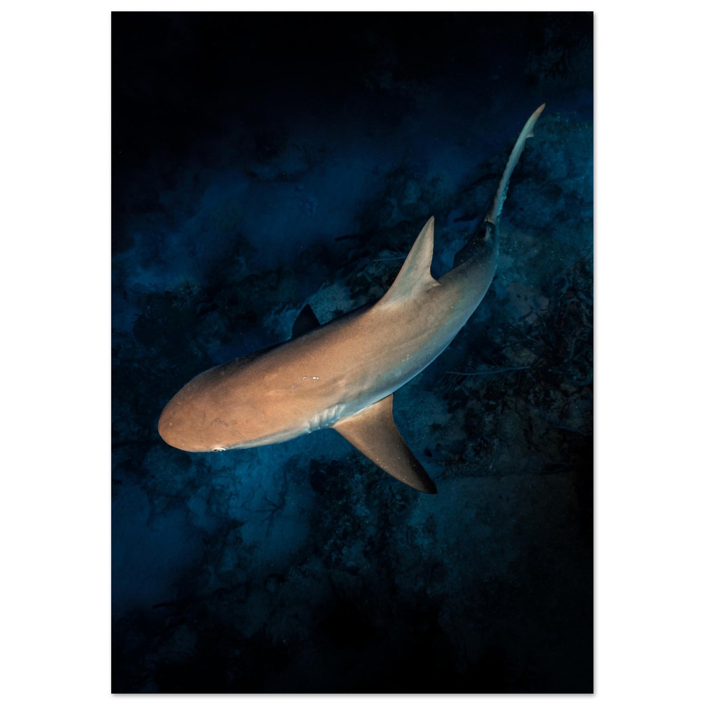 CURIOUS REEF SHARK - MATTE POSTER