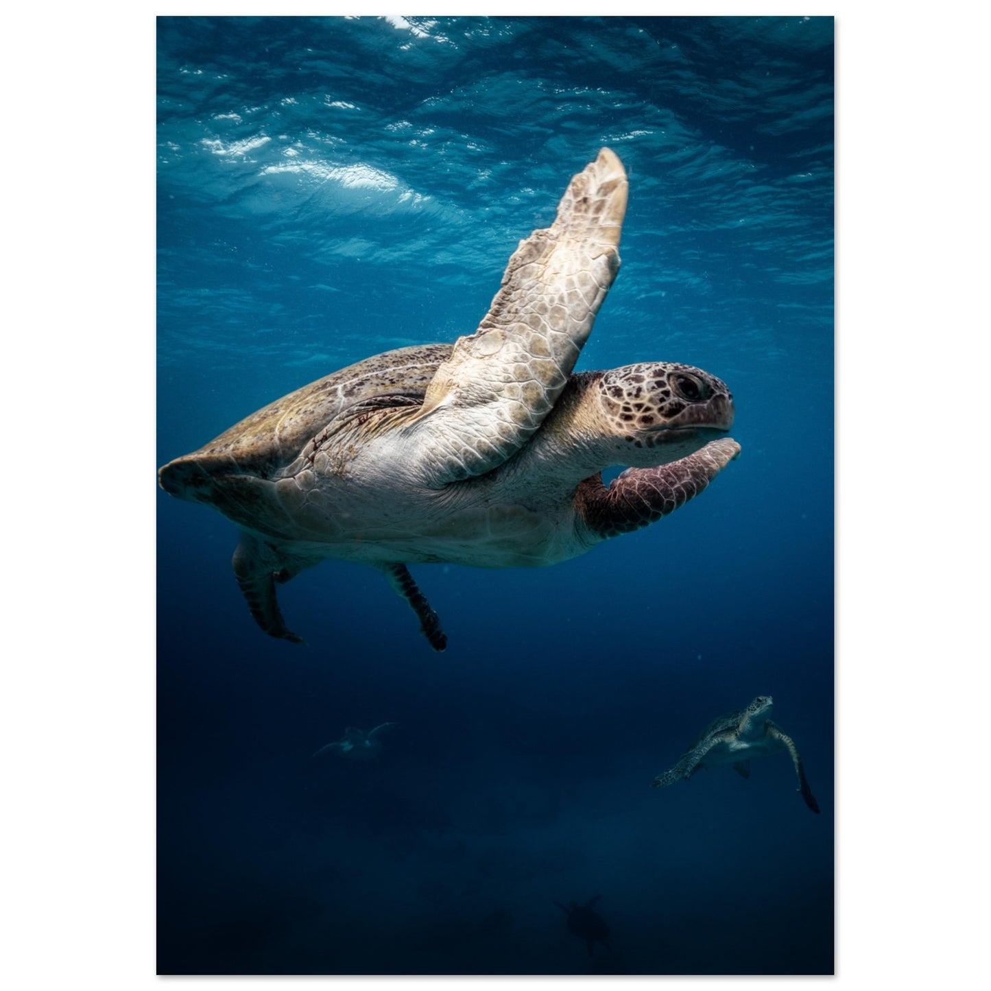 MATING SEA TURTLES - MATTE POSTER