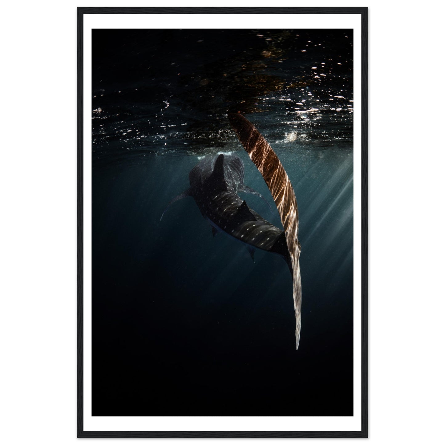 WHALE SHARK ENCOUNTER - WOODEN FRAME