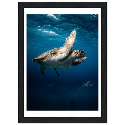 MATING SEA TURTLES - WOODEN FRAME