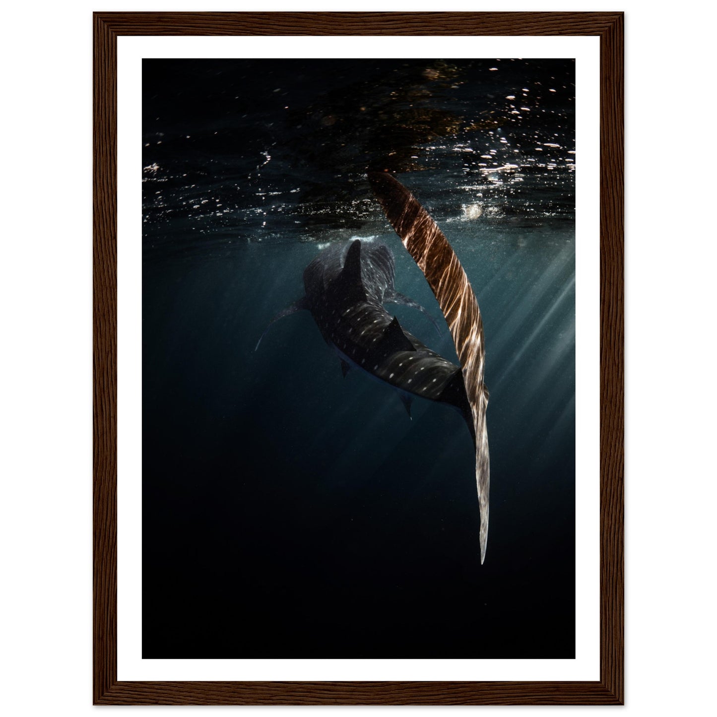 WHALE SHARK ENCOUNTER - WOODEN FRAME