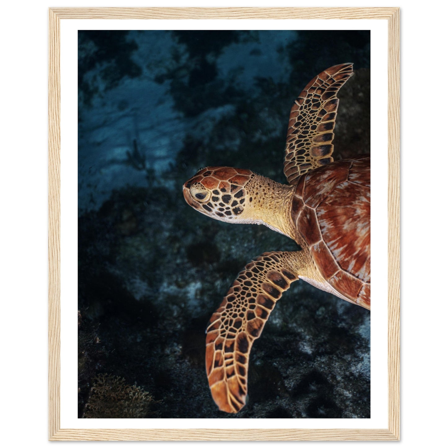 FLYING BABY TURTLE (PROFIL) - WOODEN FRAME