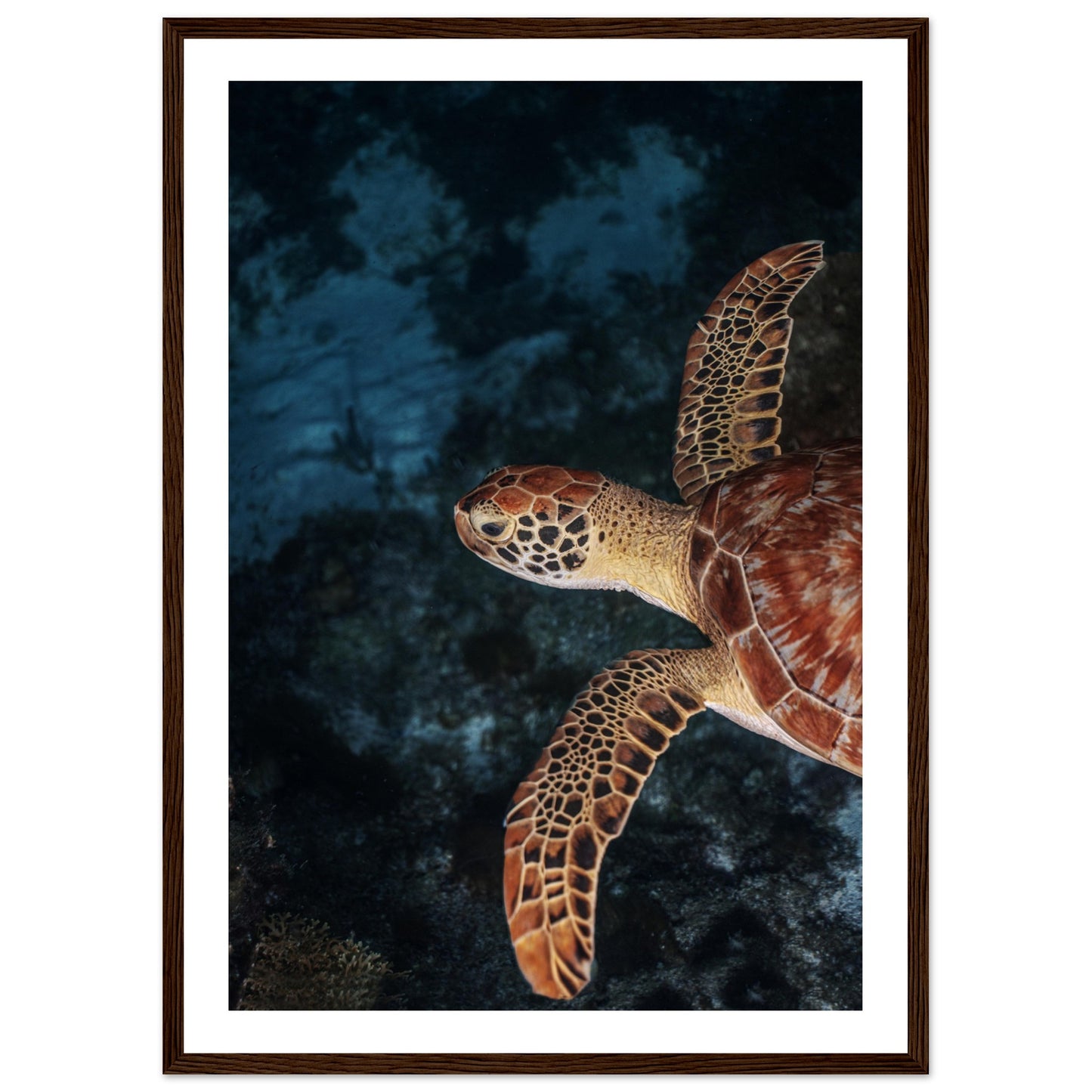 FLYING BABY TURTLE (PROFIL) - WOODEN FRAME