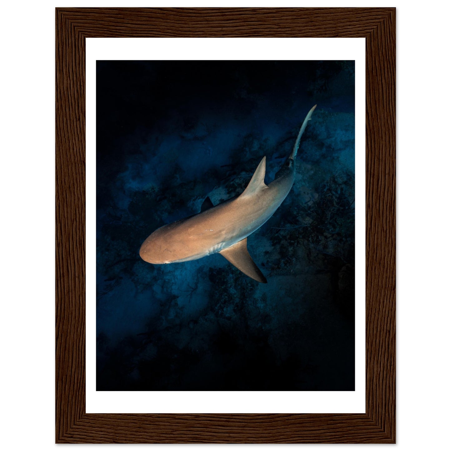 CURIOUS REEF SHARK - WOODEN FRAME