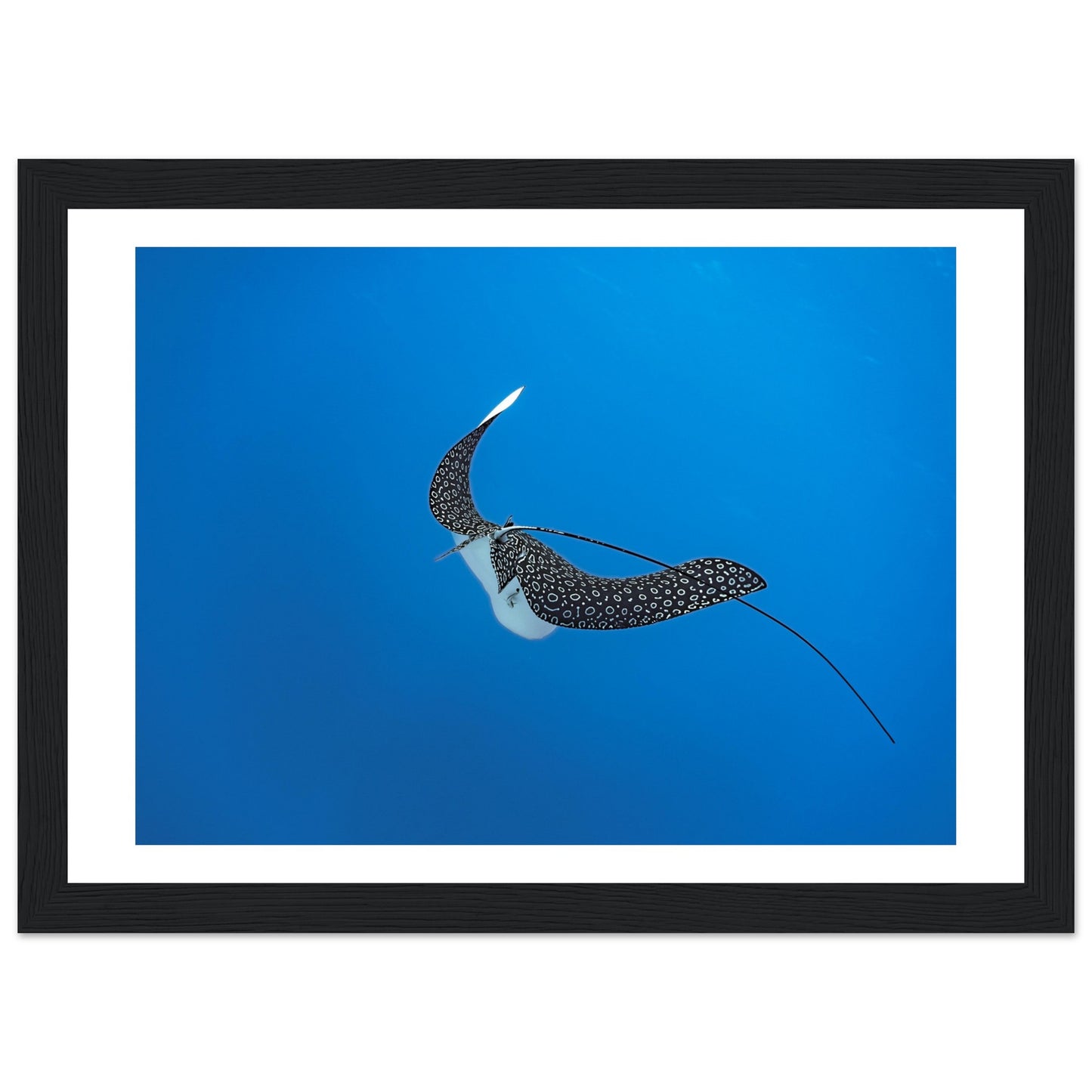 SPOTTED EAGLE RAY - WOODEN FRAME
