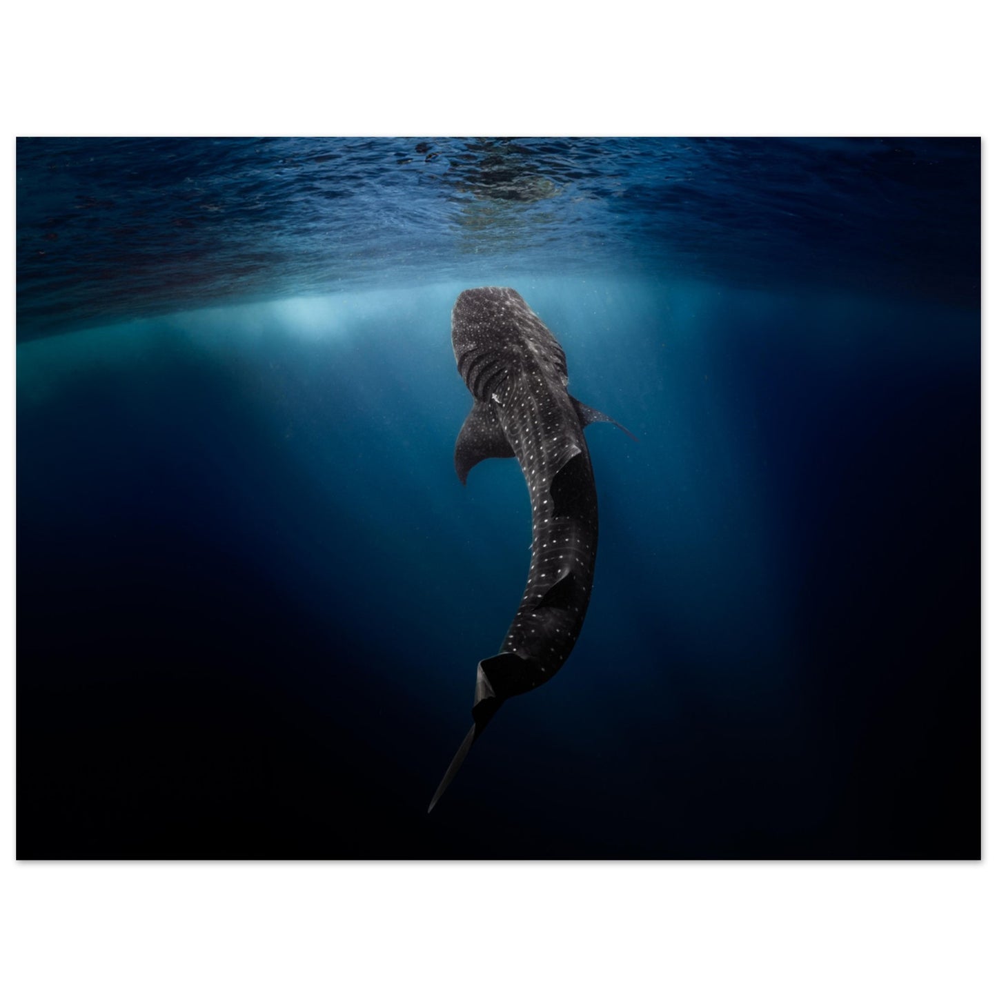 WHALE SHARK EATING AT THE SURFACE - MATTE POSTER