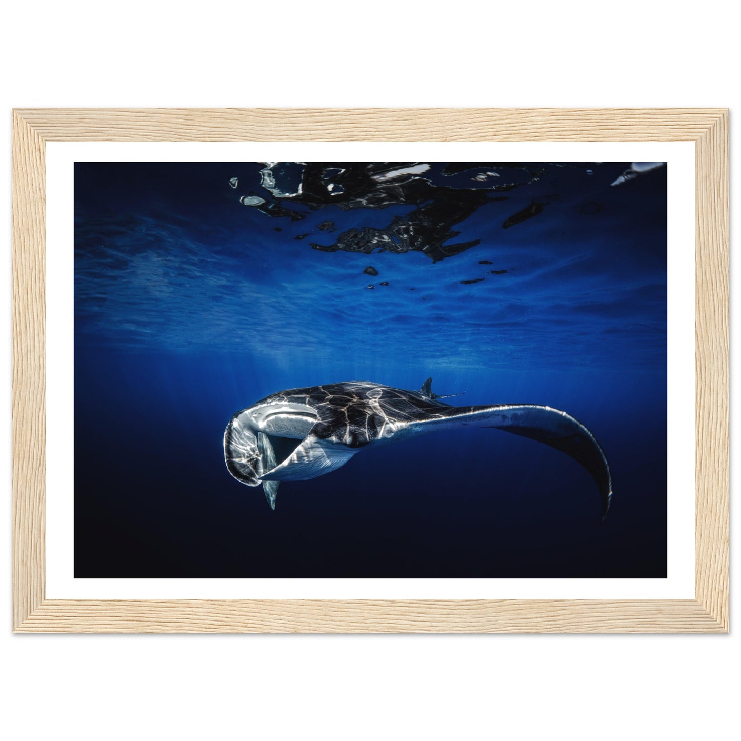 GIANT MANTA RAY - WOODEN FRAME