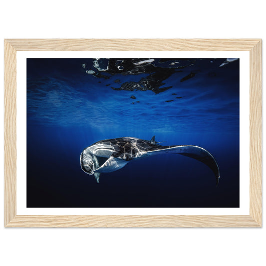 GIANT MANTA RAY - WOODEN FRAME