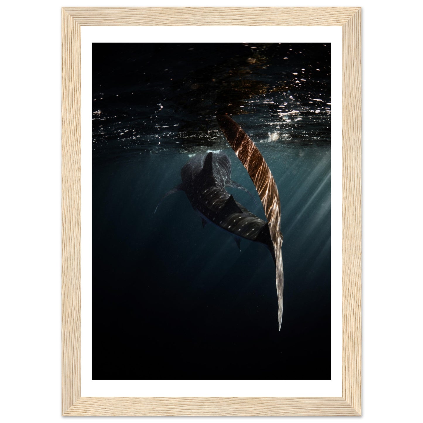 WHALE SHARK ENCOUNTER - WOODEN FRAME