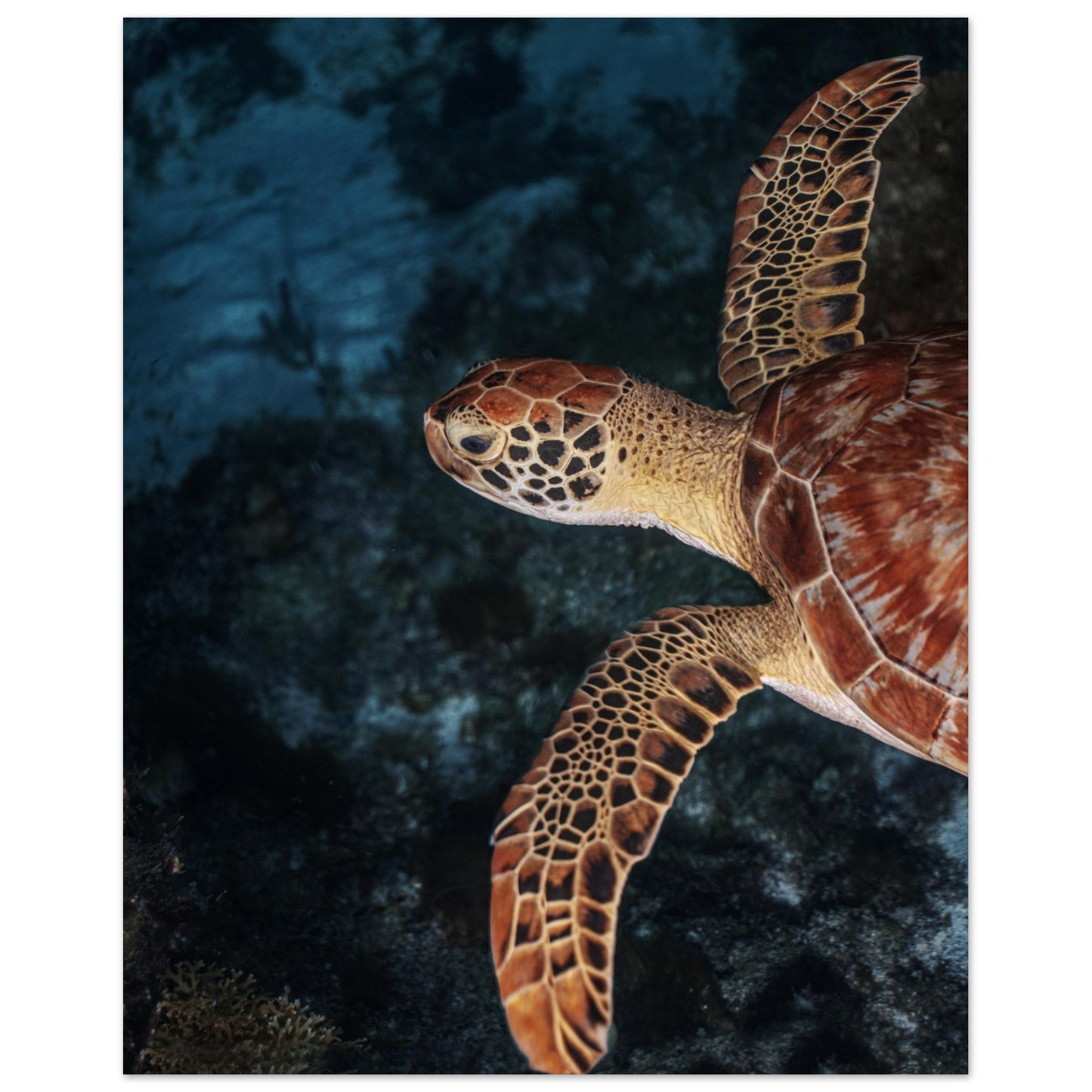 FLYING BABY TURTLE (PROFIL) -MATTE POSTER