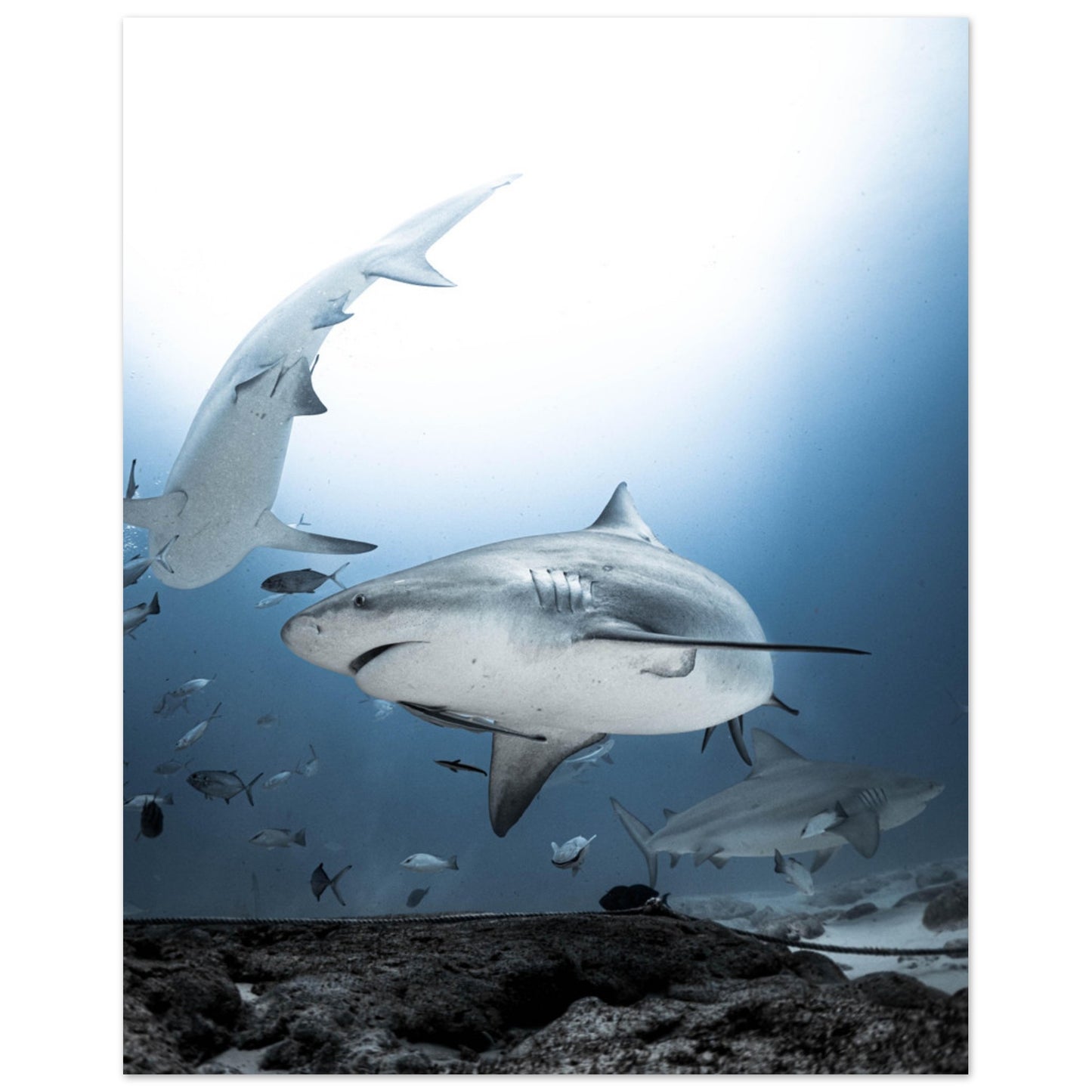 BULL SHARKS ENCOUNTER - MATTE POSTER