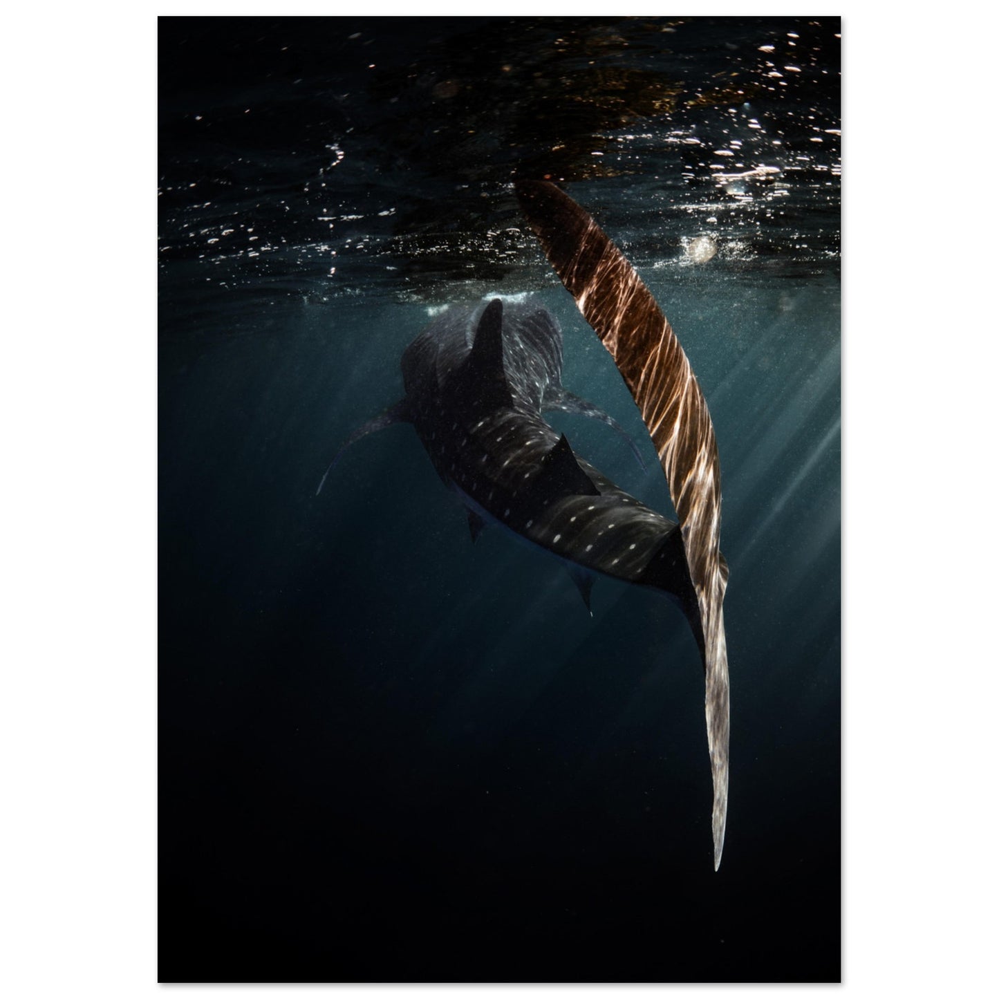 WHALE SHARK ENCOUNTER - MATTE POSTER