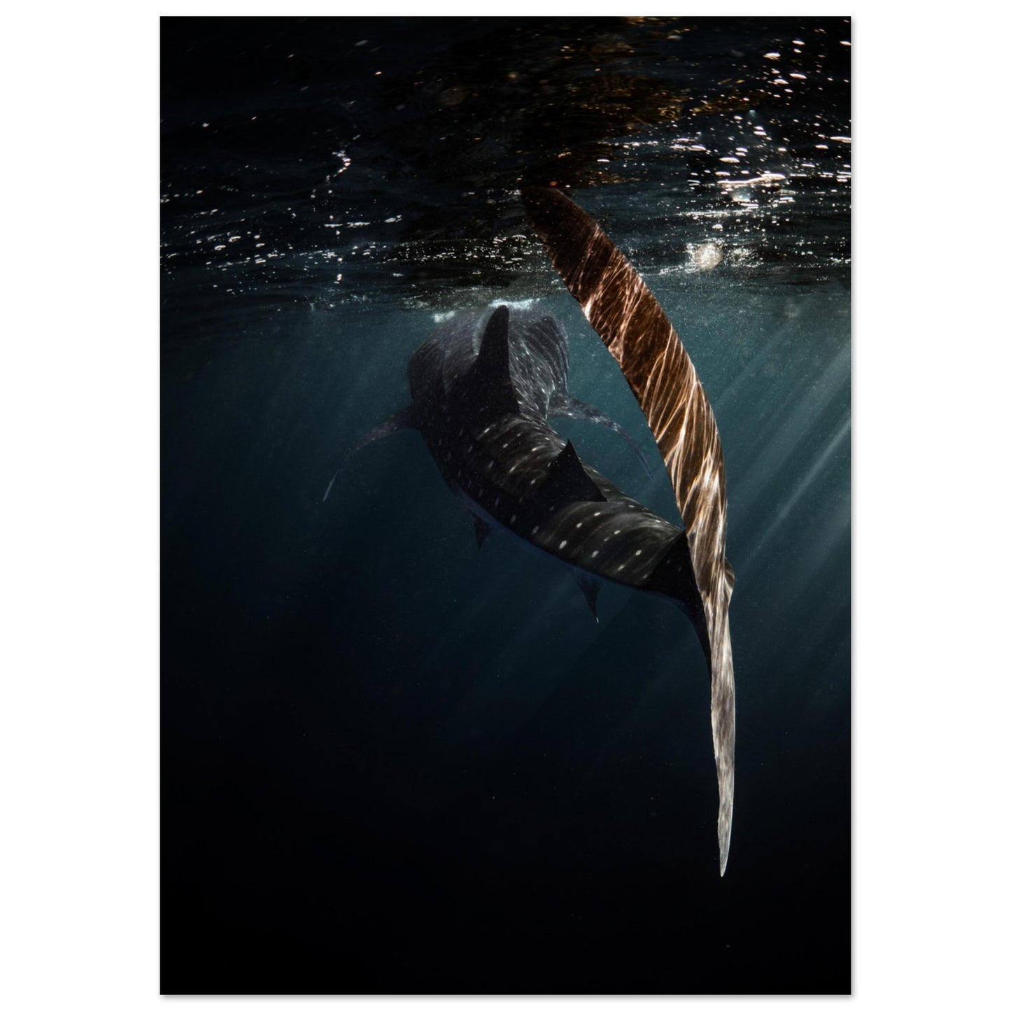 WHALE SHARK ENCOUNTER - MATTE POSTER