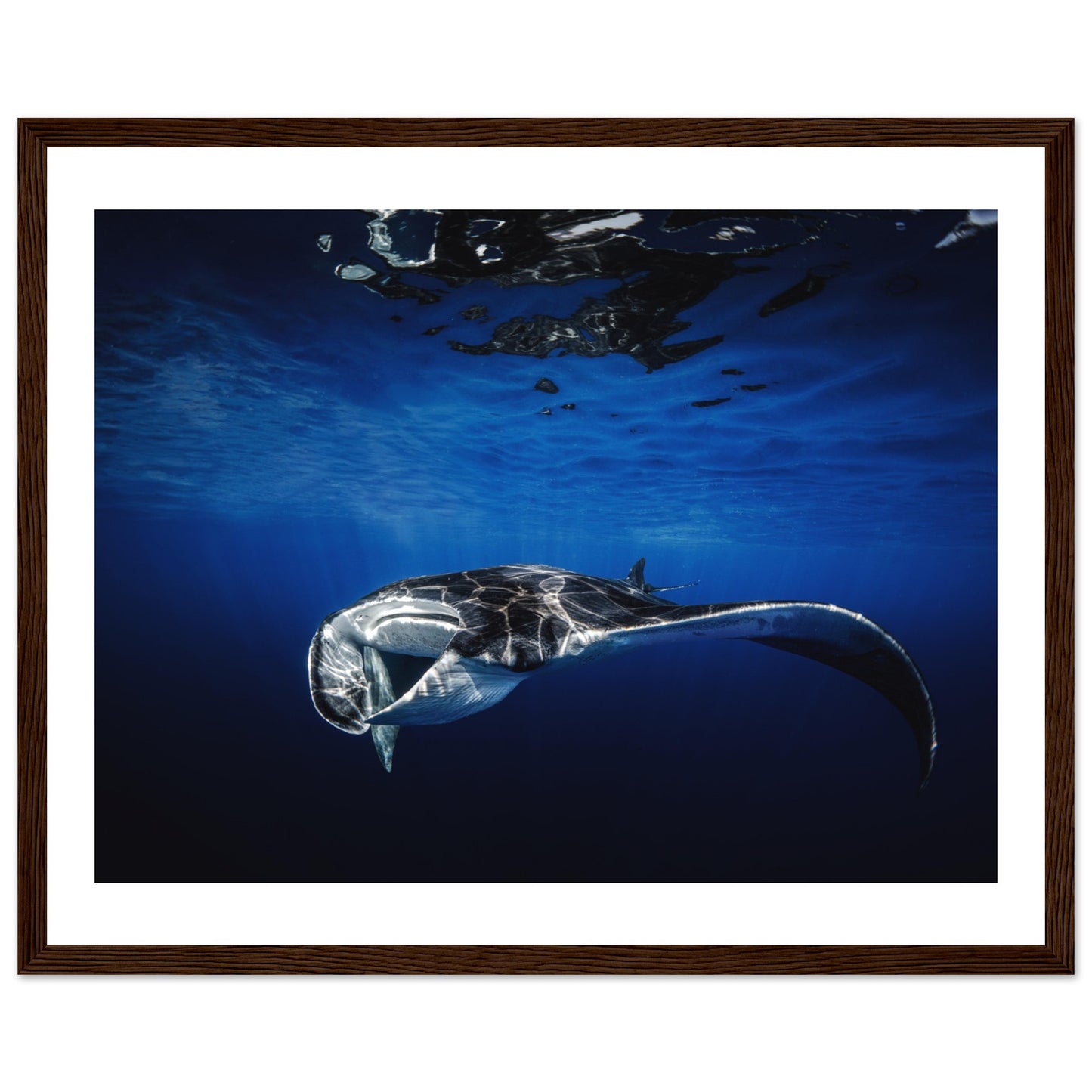 GIANT MANTA RAY - WOODEN FRAME