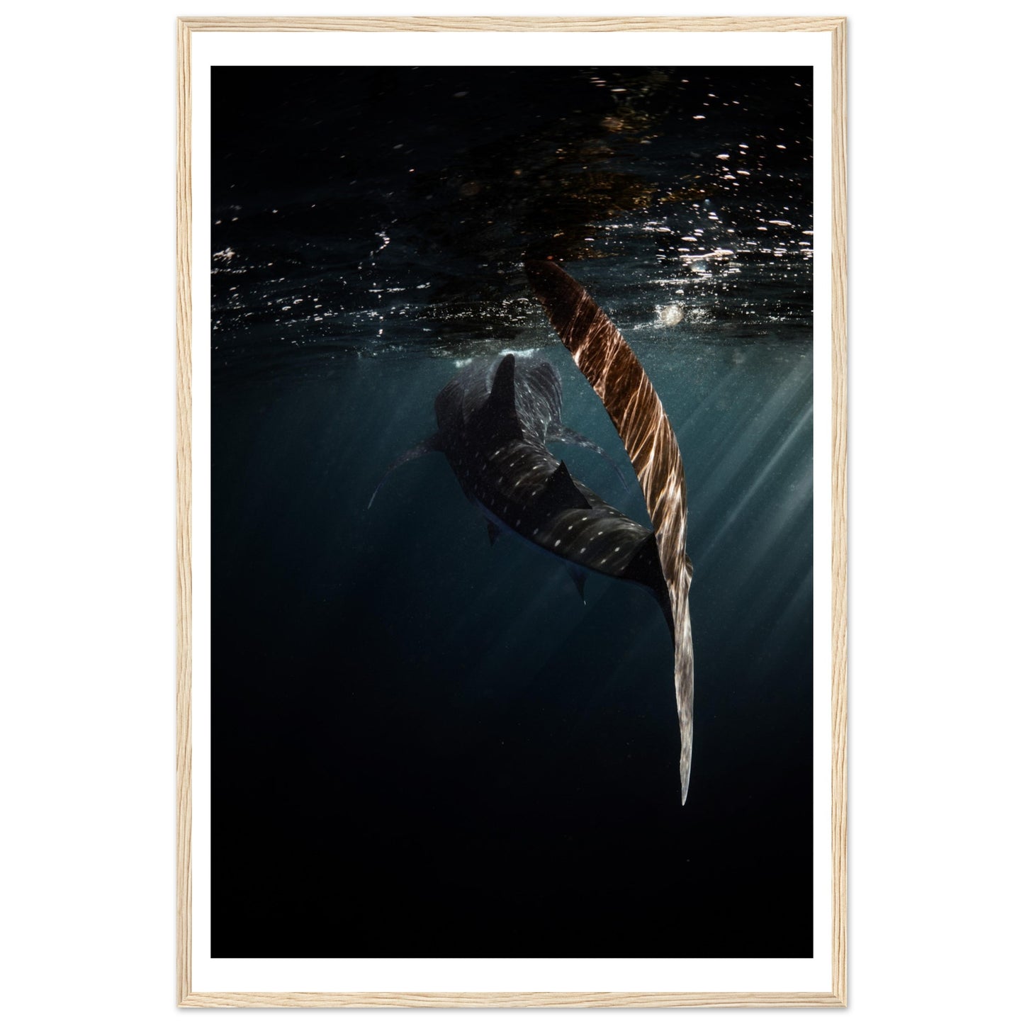 WHALE SHARK ENCOUNTER - WOODEN FRAME