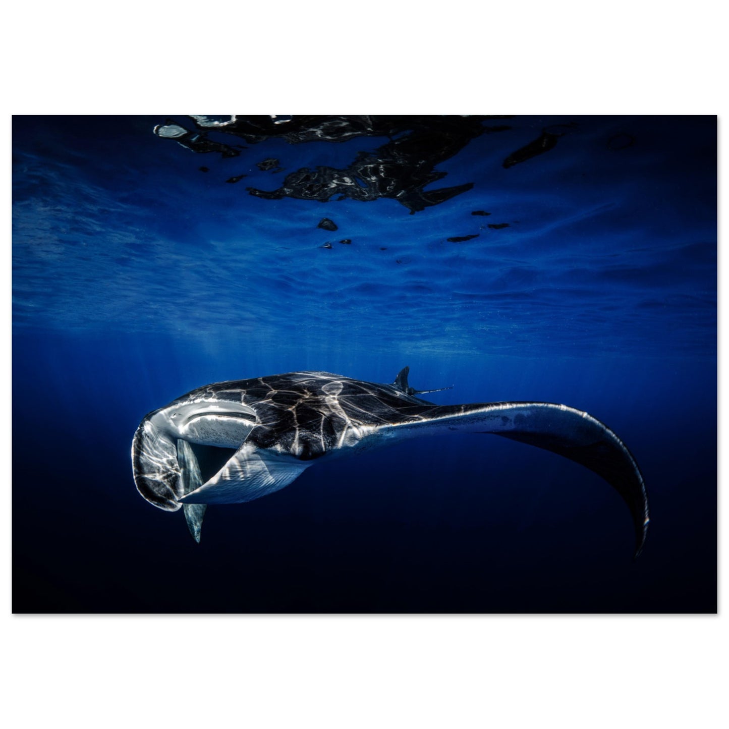 GIANT MANTA RAY - MATTE POSTER