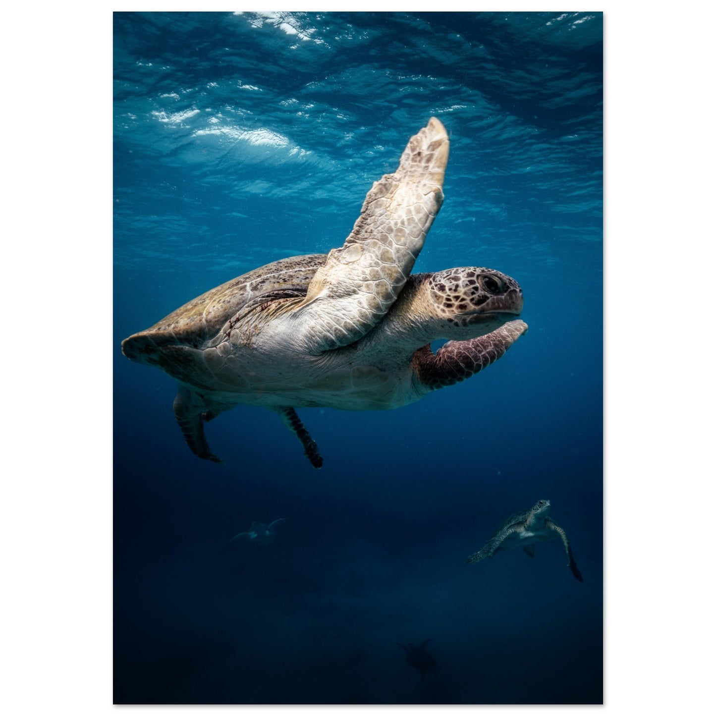 MATING SEA TURTLES - MATTE POSTER