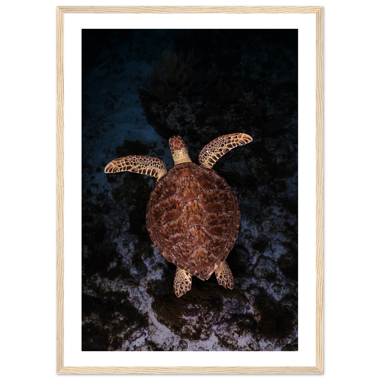 FLYING BABY TURTLE- WOODEN FRAME