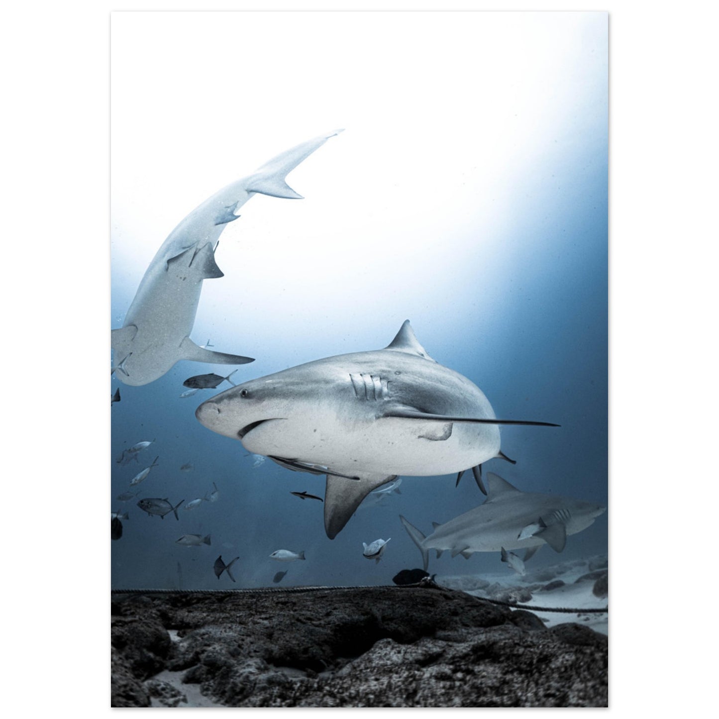 BULL SHARKS ENCOUNTER - MATTE POSTER