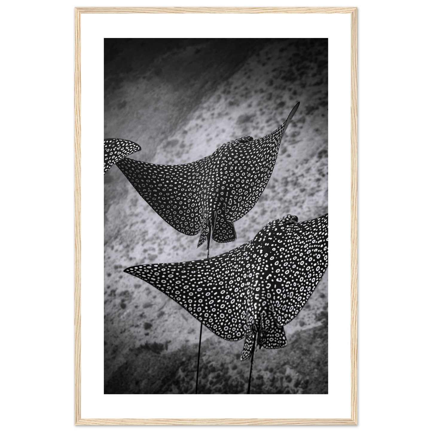 SPOTTED EAGLE RAY SQUAD - WOODEN FRAME