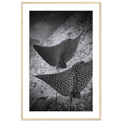 SPOTTED EAGLE RAY SQUAD - WOODEN FRAME