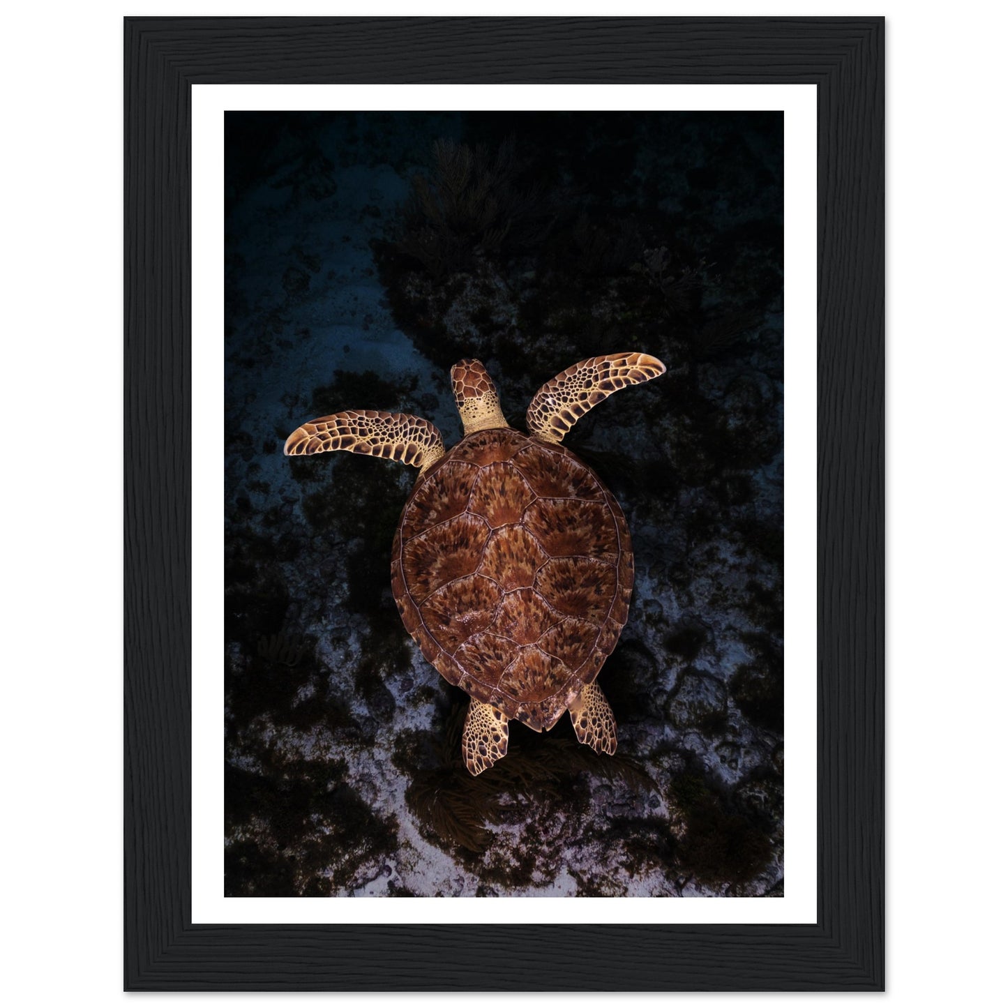 FLYING BABY TURTLE- WOODEN FRAME