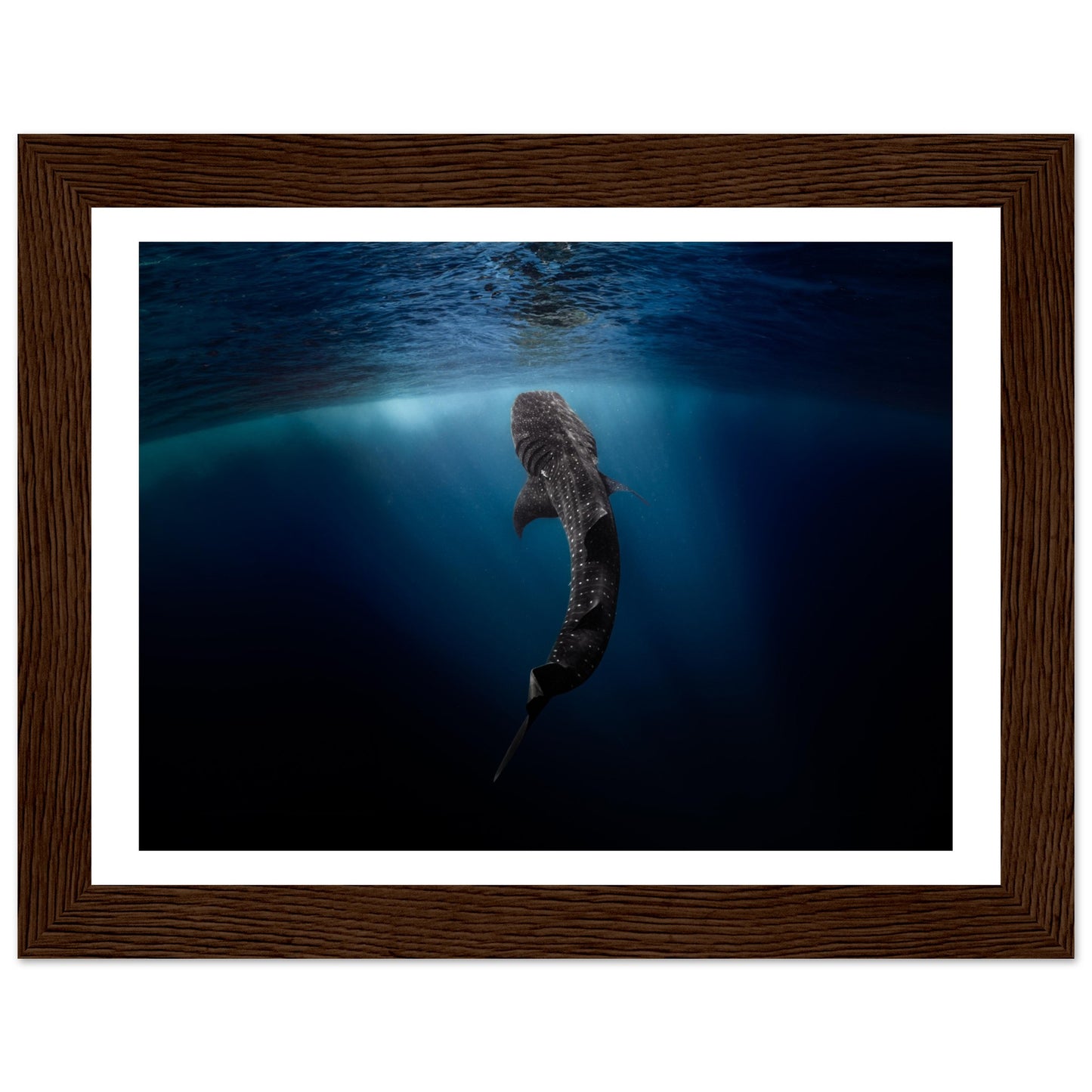WHALE SHARK EATING AT THE SURFACE - WOODEN FRAME