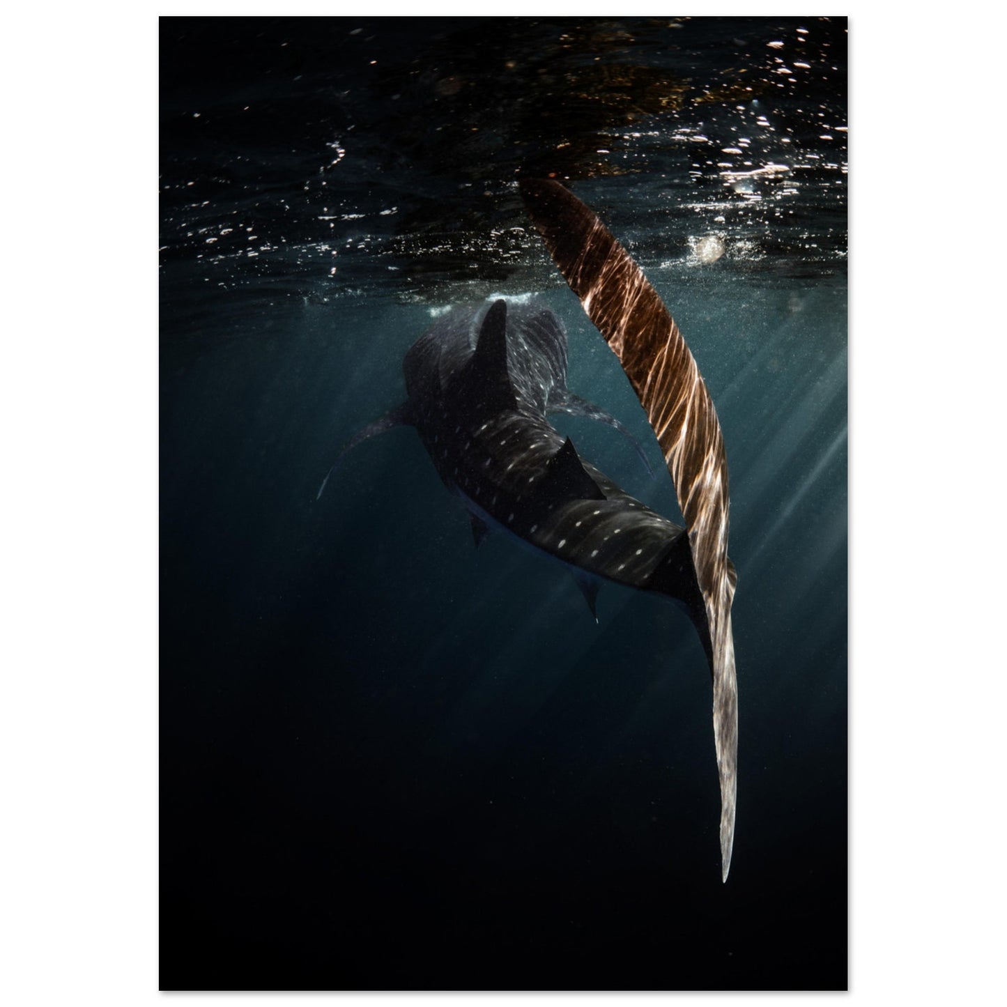 WHALE SHARK ENCOUNTER - MATTE POSTER